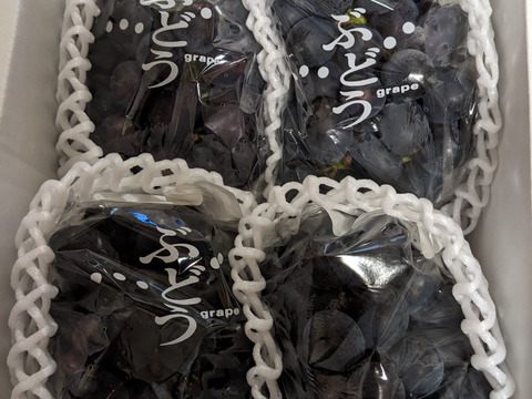 終了間近‼️【クール便】知る人ぞ知る幻の品種 高尾ぶどう 3-4房