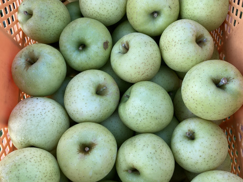 10月25日頃収穫！家庭用訳あり王林5キロバラ詰め　りんご　農薬半減栽培で安心安全！