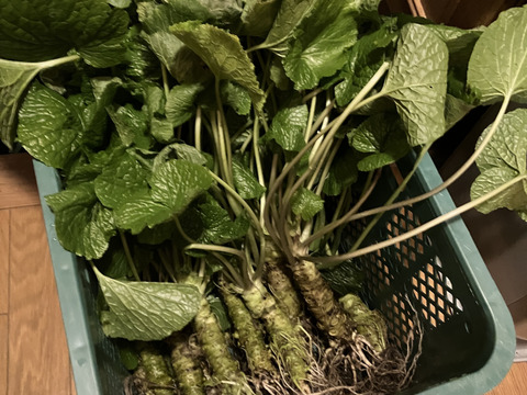 訳あり特価「富士山わさび」実生種(大100g程度)    2本セット　毎週土曜日(収穫当日)の発送です