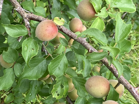 ⭐️高知産自然農⭐️桃みたいな梅少〜中混合🍑ほぼ木で熟れてます💕2キロ