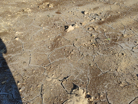 大好評，地層が違う淡路島むき玉ねぎ、ターザン(風袋込み１０キロ)