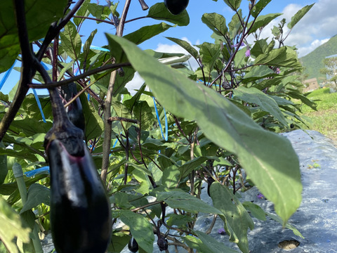 【冷蔵便】朝取れ新鮮‼️トゲなし茄子❗️たっぷり5kg入‼️