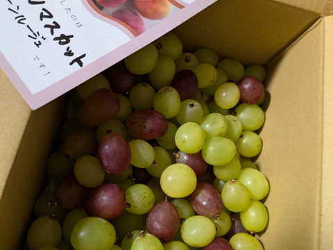 1．☆長野県限定品種☆粒【シャイン】×おまけ【クイーン