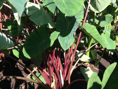 お正月用🎍八ツ頭  2kg【縁起物‼️】