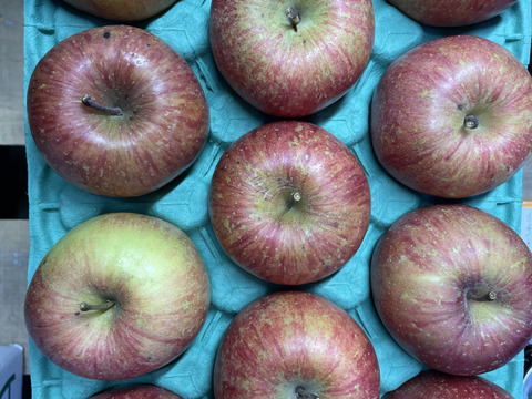 令和7年度産早期予約セール7%OFF大玉から順に発送‼️🍎青森県産完熟葉取らずふじ家庭用キズあり約3kg‼️とことん味にこだわりました😊
