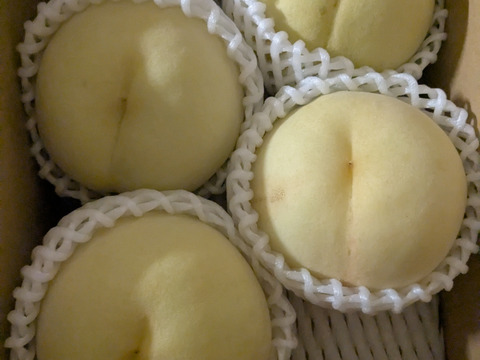 激レア‼️【今年最後の純白桃】甘々燦々！！1.5kg