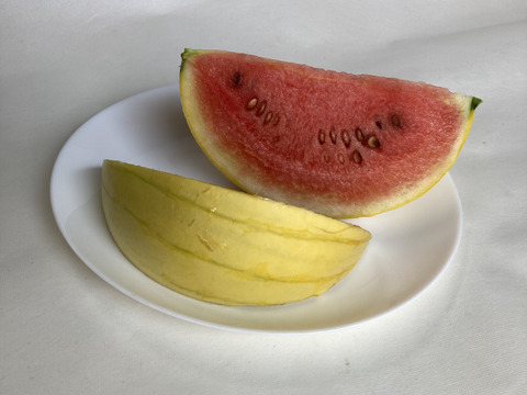 【夏のお楽しみセット】小玉スイカと生食OKのとうもろこしで夏を満喫(^^) V 甘くてシャリシャリの小玉スイカ🍉と早朝収穫のとうもろこし🌽の中から品種おまかせのセットでお届け!【夏ギフト】