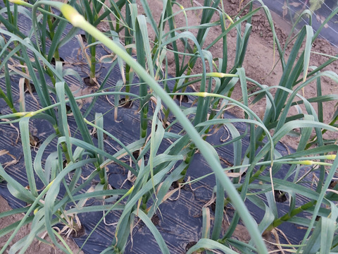 ✨希少！国産ニンニクの芽　約1kg✨採れたて直送｜やわらかく甘い春のごちそう🥬農薬・化成肥料不使用✨