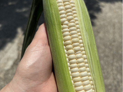 【淡路島から朝どりでお届け！】朝摘み真珠とうもろこし【淡路島の白い宝石】