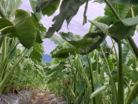 鳥取大山黒ボク土で育ったもっちり里芋3キロ