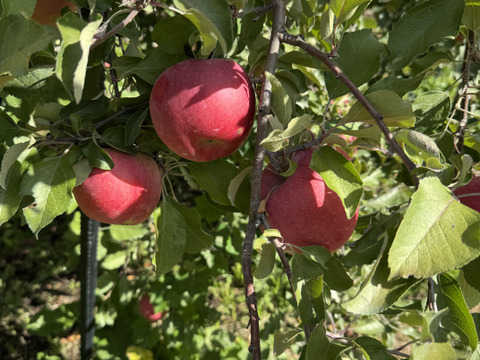 【ご予約】濃厚&ジューシーなのにもったいない家庭用　サンふじ　５㎏　F-wk5