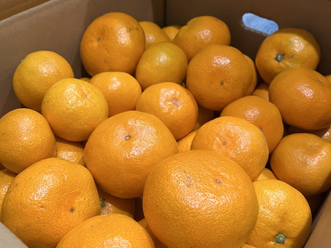 ★濃厚なコクと酸味がおいしい！有田みかん★自家製堆肥栽培★大満足の10kg★和歌山★
