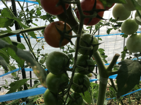 美味っ❗️ミニトマト200g✖️6パック