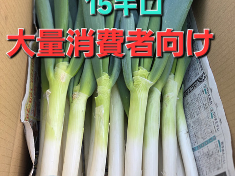 大量消費者向け　自然栽培ネギ　15キロ