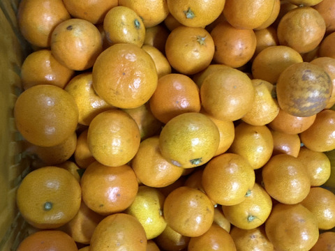 今日で終わりです！大人気！ちょう小玉食べ過ぎ注意！有田みかん 10kg