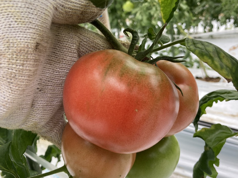 ミニトマト200ｇ×3袋  とトマト6玉