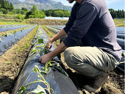 【秋の収穫祭 ハロウィン企画 数量限定】有機JAS 南阿蘇産さつまいもハロウィンスイート（3kg） x 坊ちゃんかぼちゃ（500g以上 x 2個）