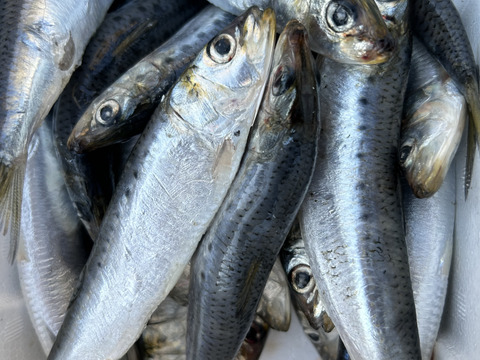 愛知県，愛知県産 食用 天然 トロイワシ【漁師激選】60匹±で3Kg
脂乗り最高❗️冷凍発送
今シーズン残り２ケースで終了させて頂きます。また来シーズンよろしくお願いします！