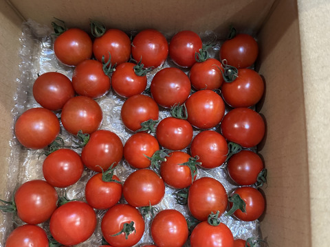 食べ出したら止まらない甘いトマト※トマ糖※糖度９度以上※おいしいフルティカ500ｇ