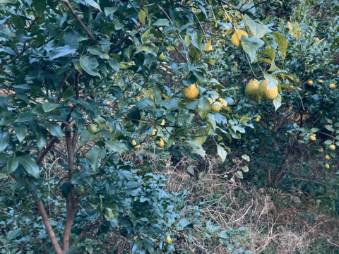 レモン　自然栽培  ユーレカ　香りが良い品種