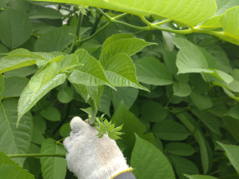 【まとめ買い用】ウドの芽（ウドの穂先）🌿ウドの先端の若芽（穂先）🌿天ぷらに☆５本分☆農薬、除草剤、化学肥料不使用☆（まとめ買い用 チルド配送）