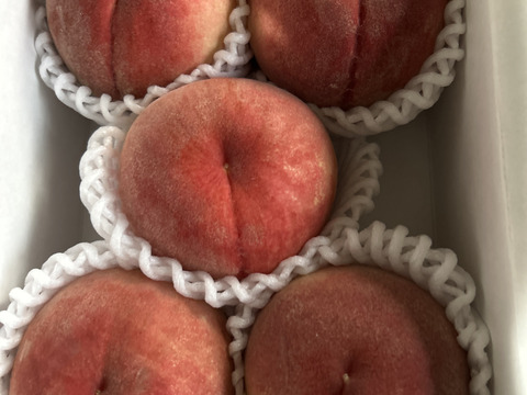 ８月２９日までの販売　「川中島」 １.２ｋｇ（５～６個位）