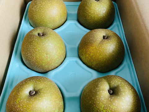 梨新品種「甘太」糖度約１４度３ｋｇ