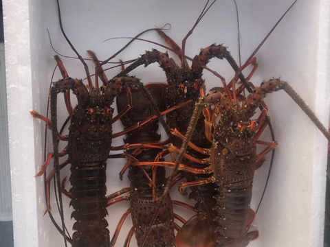 【活き】伊勢海老中サイズ4匹　1kg以上