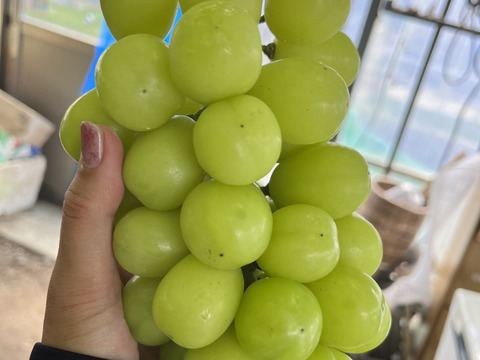 【先行予約】【 贈答用 】朝採れ　パリッと食感の高糖度タネ無しシャインマスカット！　500g〜600g 1房　/静岡市 Mando Farm 直送　9月中旬〜10月発送