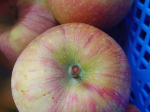 【訳ありにつきお買い得】シナノリップバラ詰め　ご家庭用約５キロ　真夏のジューシーリンゴ！