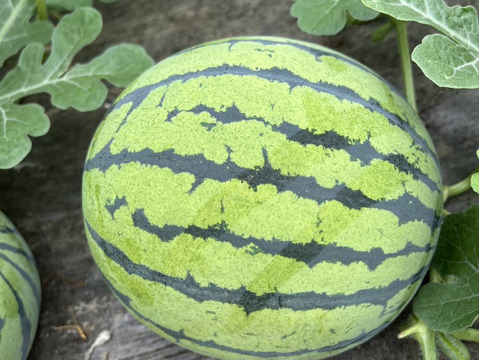 【父の日ギフト】種ごと食べれる！アレンジもしやすいスイカ『ぷちっと』（1玉：約4人分）　メッセージカード付き