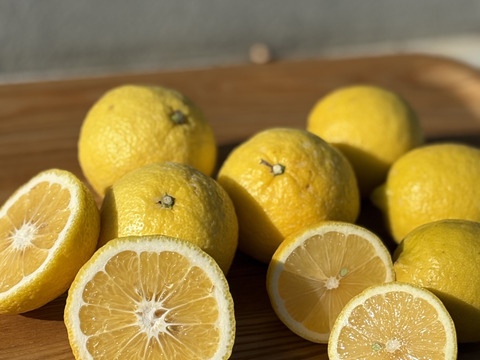 佐賀県太良町産はるかとレモン混合1.3kg【2種類食べ比べ＆お試しセット】