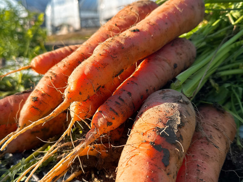 採れたて新鮮‼️丹波で育てた人参5kg入り‼️