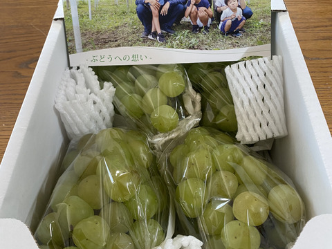 フルーツ王国岡山がうみだした【訳あり】瀬戸ジャイアンツ2kg