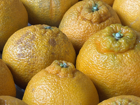 【訳あり予約商品】今が旬♪不知火（しらぬい）
とっ〜ても濃厚でジューシーおいしーッ！サイズ混合 2月中旬より順次発送