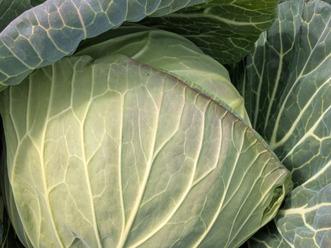 甘いキャベツとくみつ　寒玉２玉