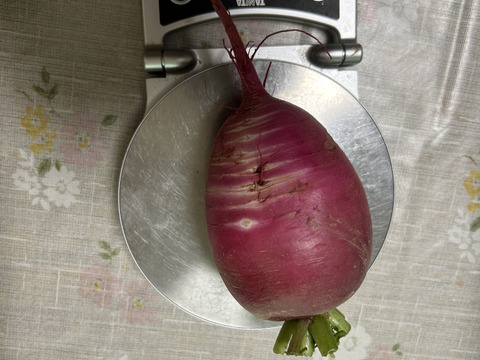 中まで赤い！紅くるり大根/期間中農薬、化学肥料不使用(1キロ)