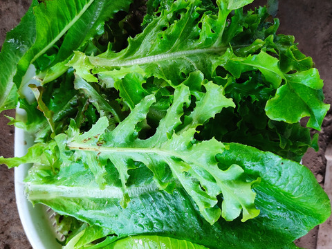 ✨【農家直送】ピリリと辛い高菜 ＆ 柔らかな摘みたてレタス｜農薬・化成肥料不使用✨