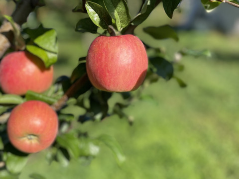 【先行予約】蜜入り！贈答用高徳＆ぐんま名月3キロ（11個〜12個）