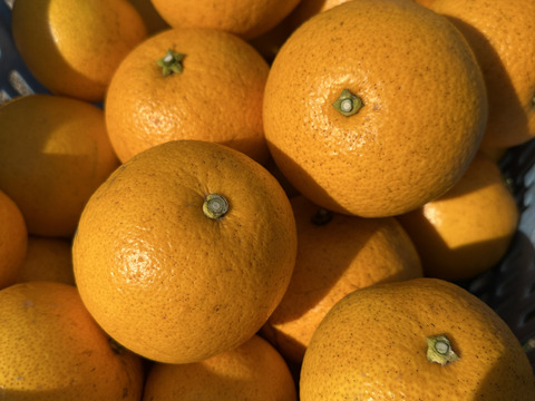 はっさくファン必見！つぶつぶジューシー！熟成はっさく生果2キロ7~8個【自然栽培】サイズ混合愛媛大三島よりお届け