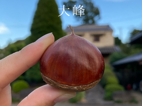 大峰栗・国見栗セット】お買い得なMサイズ大峰栗1㎏と国見栗1㎏（合計