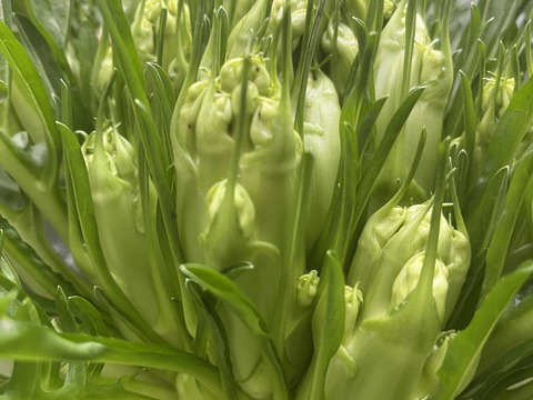 プンタレッラ2株