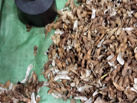 丹波黒豆300g　2025年手摘み莢出し 黒豆 農薬不使用　丹波篠山産