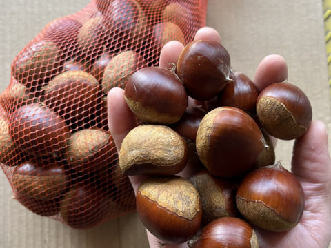 丹波栗（１ｋｇ）Ｌ〜２Ｌ