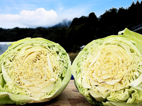5【数量限定】農薬不使用の旨キャベツ！今だけ旨みキャベツを是非！
