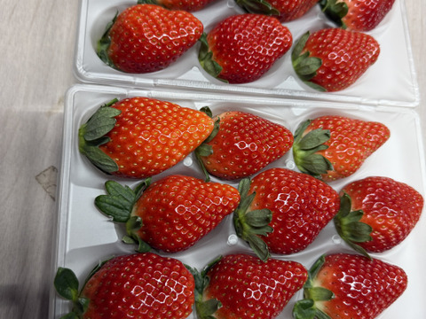 濃厚な味わい苺ピストロベリー　260g×4