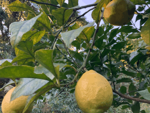 レモン　自然栽培  ユーレカ　香りが良い品種