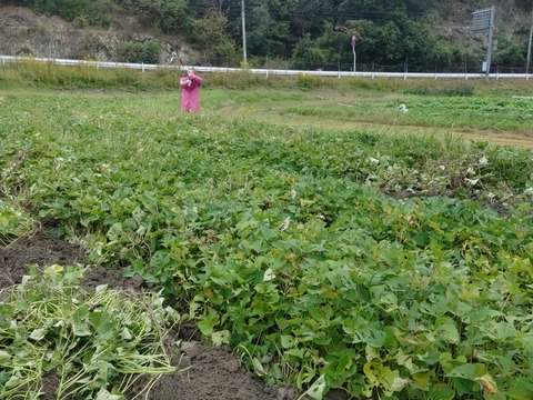 【２０２５準備中】ほくほく甘いさつまいも　びぜん金時(高系14号選抜種)🍠　約５㎏（※梱包重量）