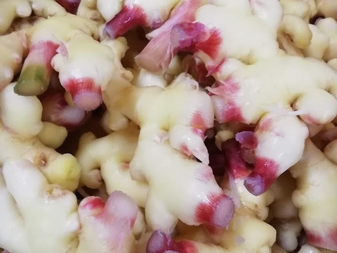 旬の味わいを☺️みずみずしく爽やかな香り❗留守農場の新生姜　3㎏