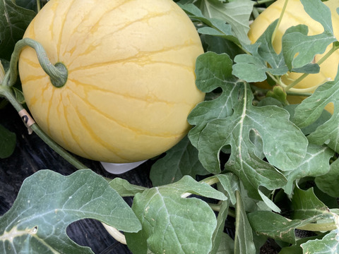 特大黄色い皮の小玉スイカ【愛娘ひなた】3kg以上1個